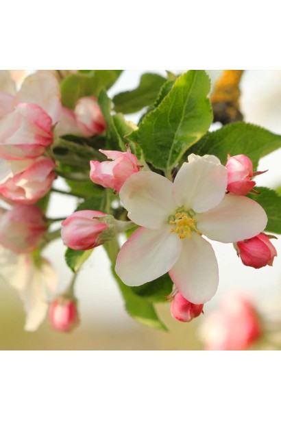 Яблуня Honey Crisp цвітіння